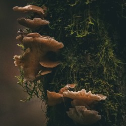 Fungi in the Forest