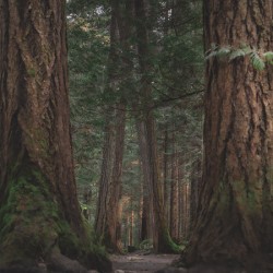 Between Giants