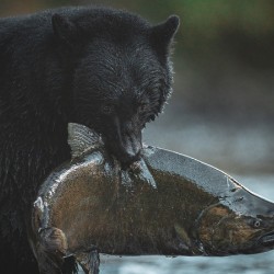 blackbearhugefish