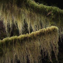 Mossy Branches