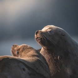Stellar sea lions