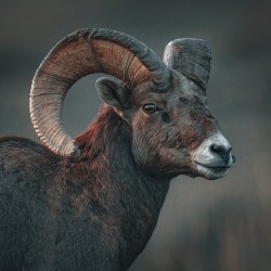 Big horn sheep in BC
