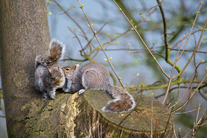 Squirrels In Love