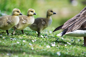 Goslings Following Mum