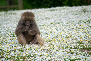 Baboon In The Flowers