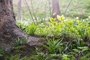 Plants In The Sunlight