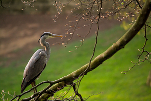 Heron In The Early Morning