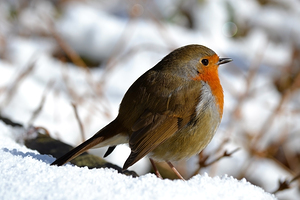 Robin In The Snow
