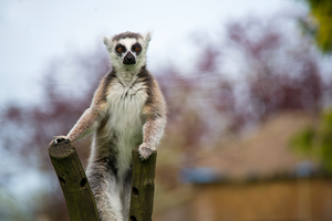 Curious Lemur