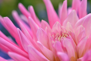 Chrysanthemum Petals