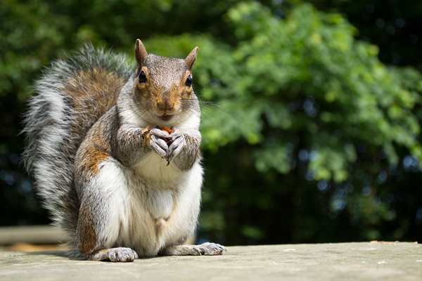 Hungry Squirrel Print