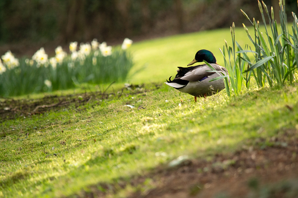 Grooming Duck Print