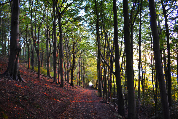 Belper Woods Print