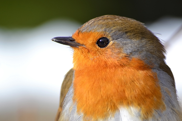 Robin Close Up Print