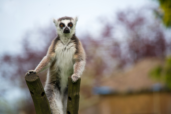 Curious Lemur Print