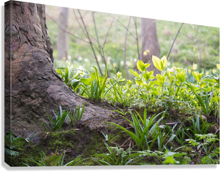 Plants In The Sunlight Canvas Print