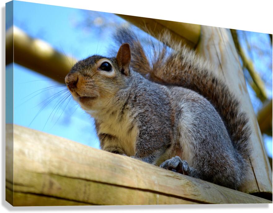 Peanut Hunter Canvas Print
