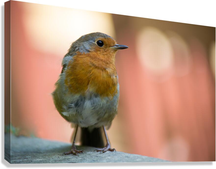 Robin Canvas Print