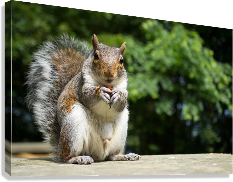 Hungry Squirrel Canvas Print