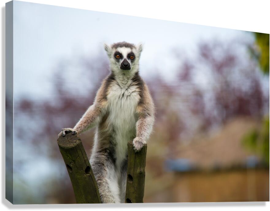 Curious Lemur Canvas Print