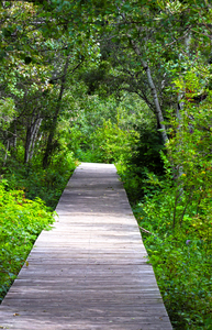 forest boardwalk