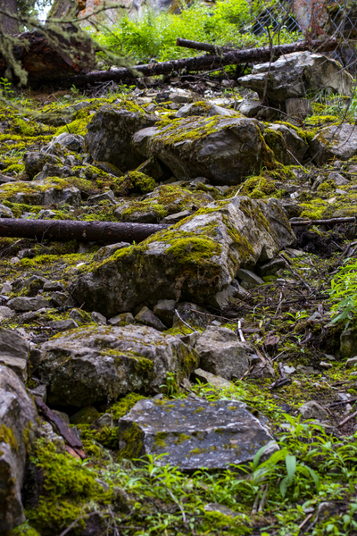 mossy Print