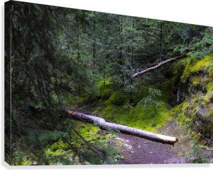 mossy trail Canvas Print