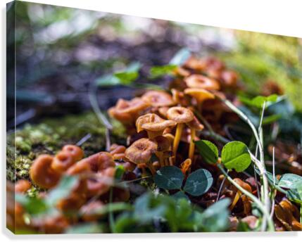 shrooms Canvas Print