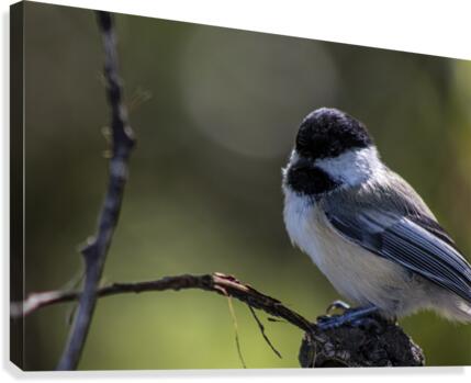 bird Canvas Print