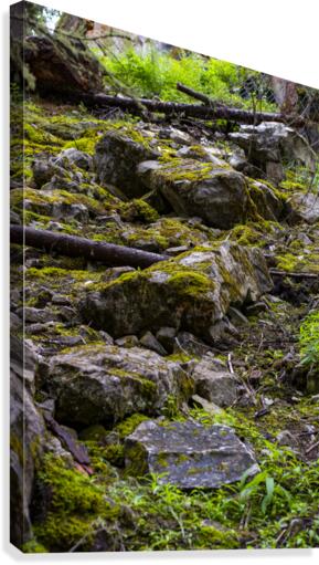 mossy Canvas Print