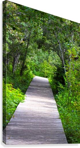 forest boardwalk Canvas Print