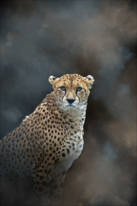 Guepard - Cheetah