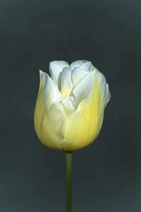 TULIPE - TULIP