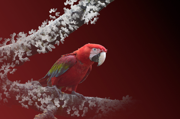 ARAS sur une branche - macaws on a branch by BASSEB