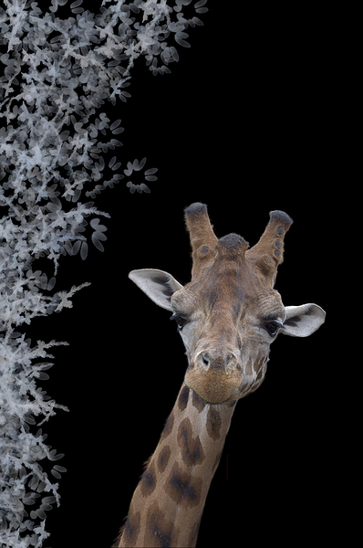 GIRAFE Print