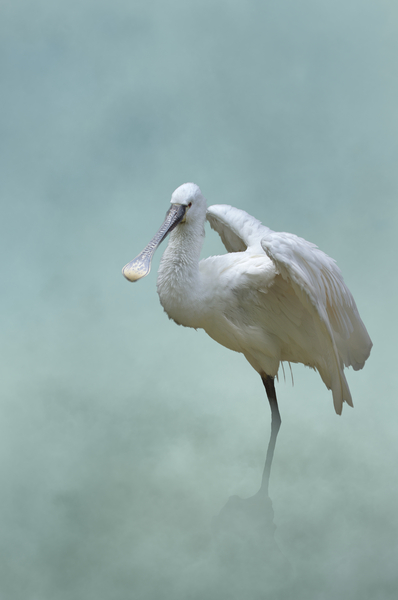 Spatule blanche - Spoonbill by BASSEB