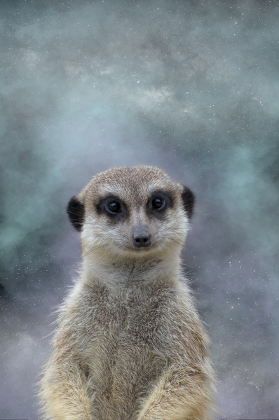 Suricate etoile - star meerkat by BASSEB