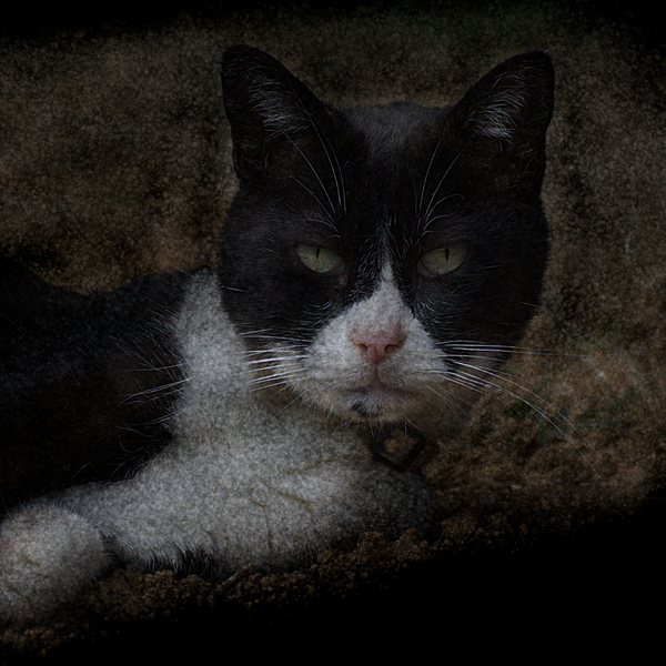 Chat - Cat Print