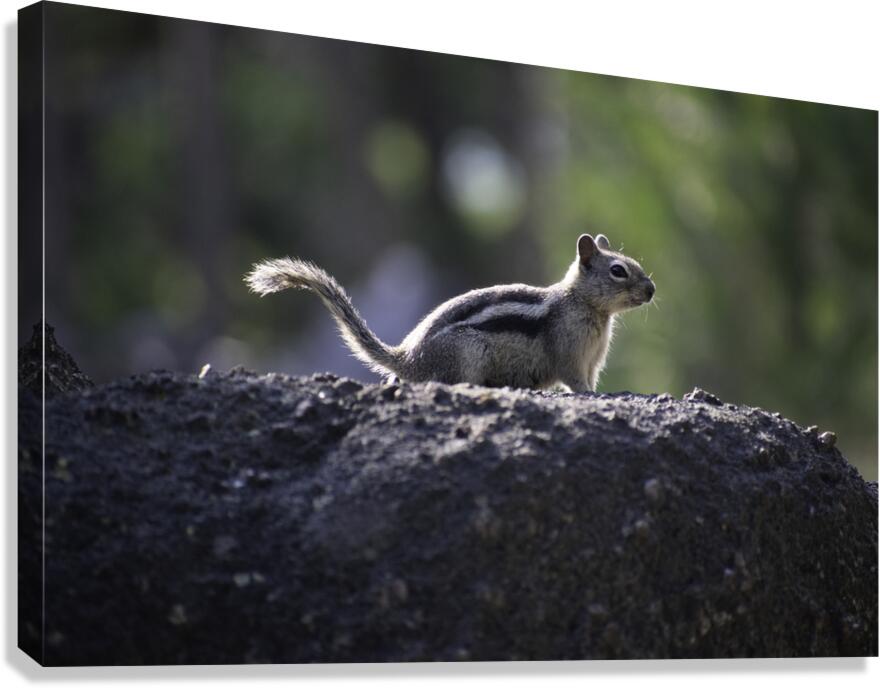 DSC 3989 Canvas Print