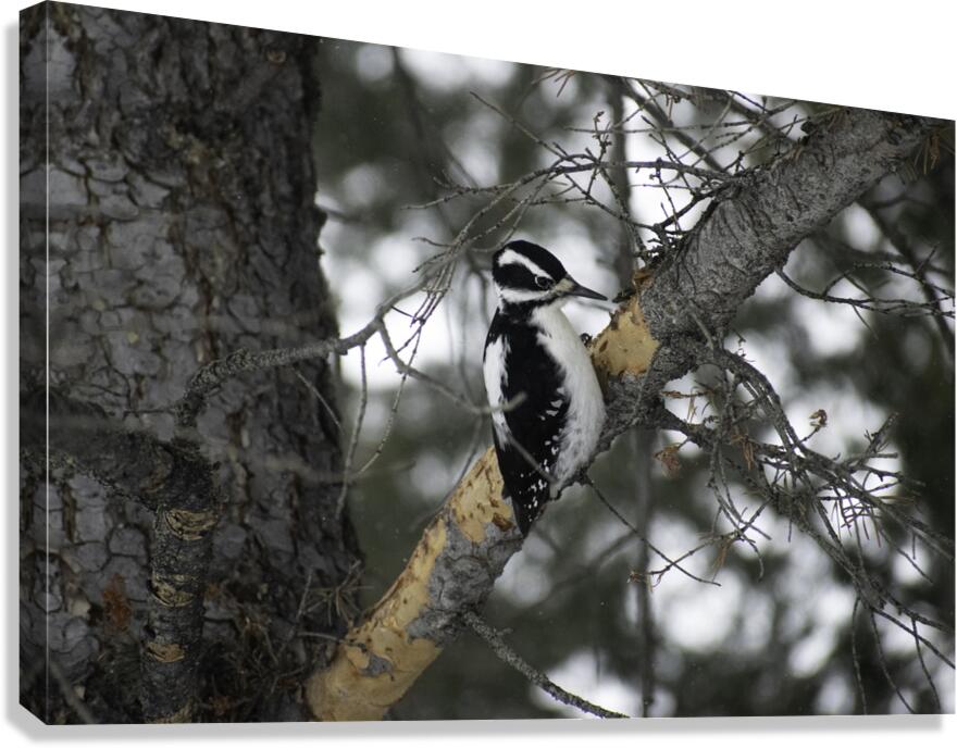 DSC 8012 Canvas Print