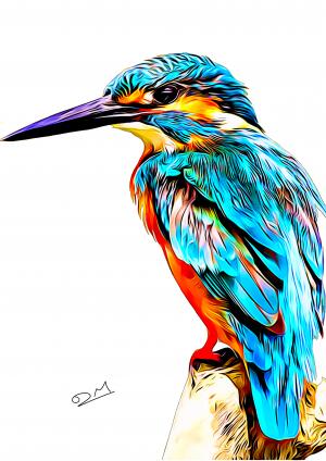 Colourful Kingfisher Illustration