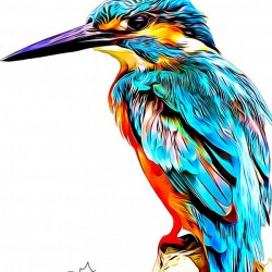 Colourful Kingfisher Illustration