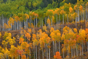 Aspen Trees Fall Print