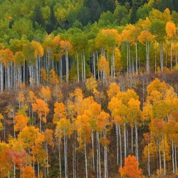 Aspen Trees Fall