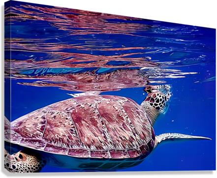 Turtle On Top  Canvas Print