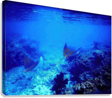 Eagle Rays  Canvas Print
