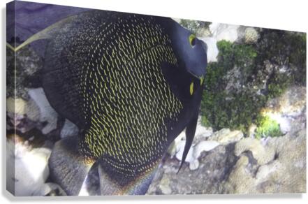 French Angelfish Canvas Print
