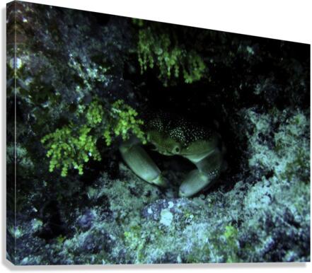 Crab at Looe Key Canvas Print