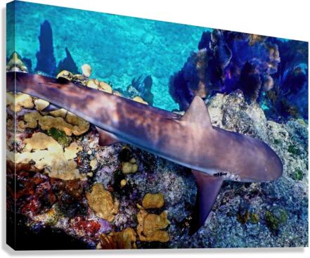 Reef Shark Looe Key Canvas Print