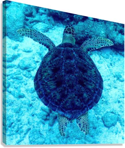 Sea Turtle Looe Key Canvas Print